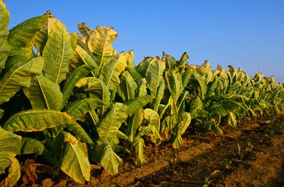 Semana del tabaco