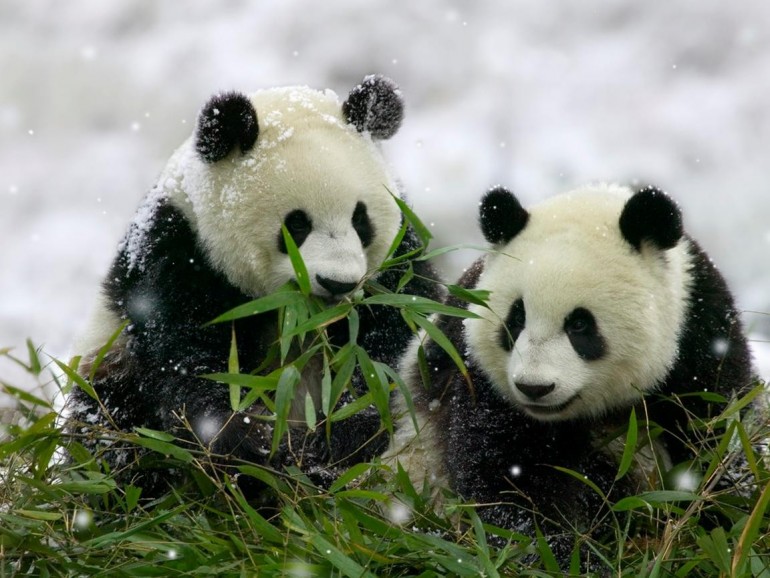 Descubriendo el mundo de los animales