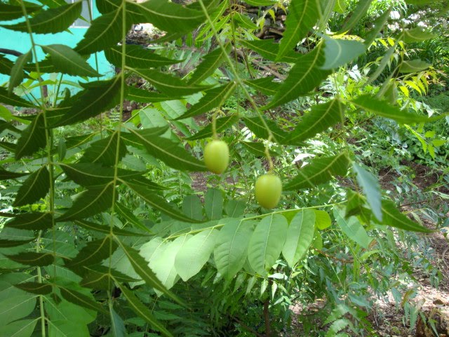 El árbol del Nim