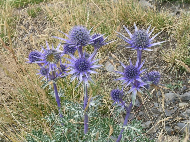 La flor de panical